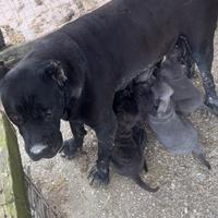 Cane corso