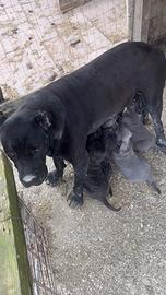 Cane corso