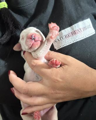 Cucciolini dalmata disponibili