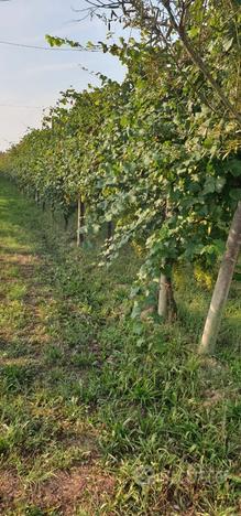 Terreno vigneto prosecco doc francenigo gaiarine