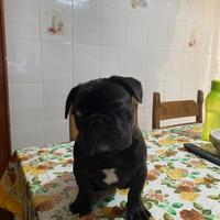 Femminuccia bulldog francese