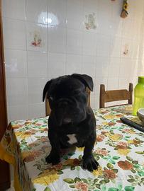Femminuccia bulldog francese