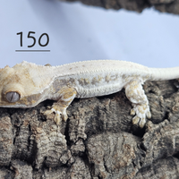 Gechi ciliatus e leopardini