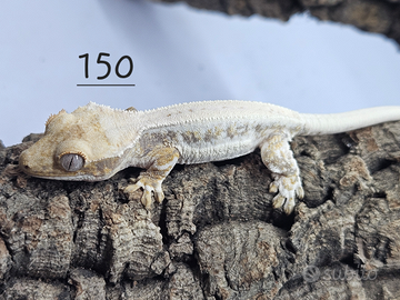 Gechi ciliatus e leopardini