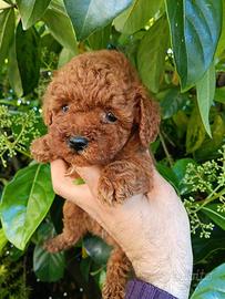 Cuccioli di Barboncino red (rossi)