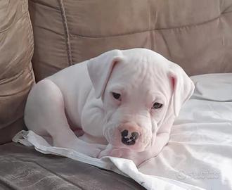 Dogo argentino