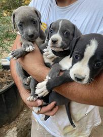 Cuccioli corso per Amstaff