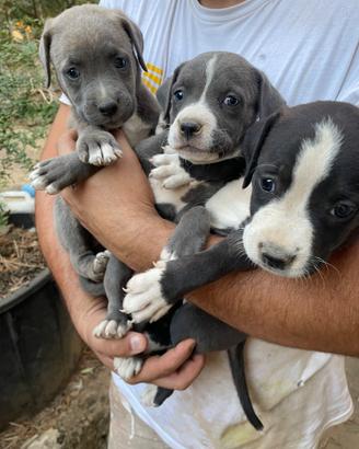 Cuccioli corso per Amstaff