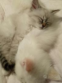 Cucciolo Siberiano Neva Masquerade