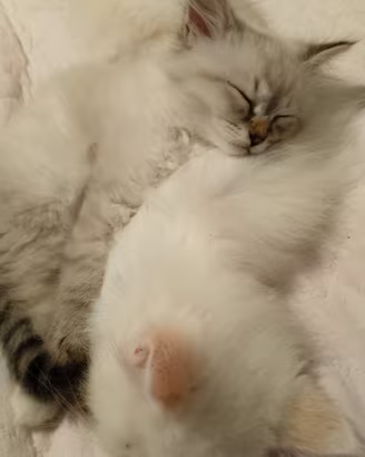 Cucciolo Siberiano Neva Masquerade