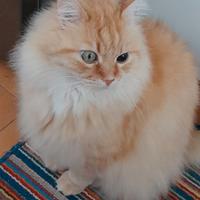 Sono Ercolino Gatto maschio 7 anni