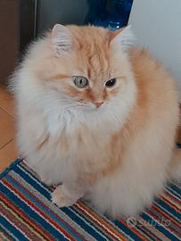 Sono Ercolino Gatto maschio 7 anni