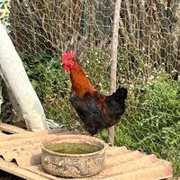 Galli Marans Nero Rame