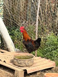 Galli Marans Nero Rame