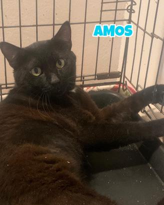 Amos gatto nero adozione del cuore