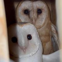 Coppia Gufi Barbagianni