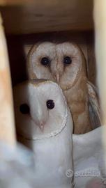 Coppia Gufi Barbagianni