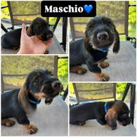 Bassotto maschio pelo duro