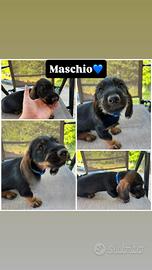 Bassotto maschio pelo duro