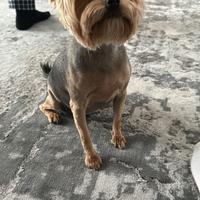 Femmina yorkshire terrier