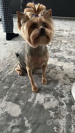 Femmina yorkshire terrier