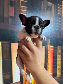 Bulldog francese cuccioli