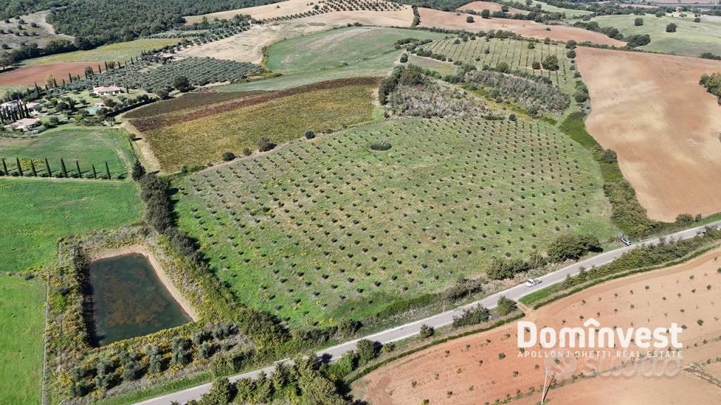 Terreno di 116000 m² a Capalbio - Vista 5