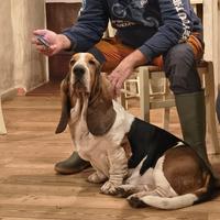 Bassethound 4 anni in adozione