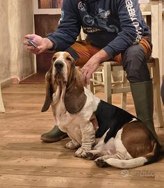 Bassethound 4 anni in adozione