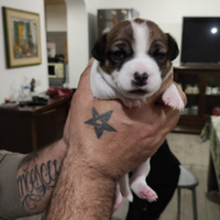 Pura razza jack Russel con pedigree ENCI italiano