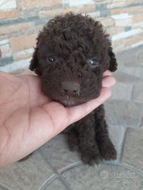Lagotto Romagnolo