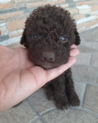 Lagotto Romagnolo