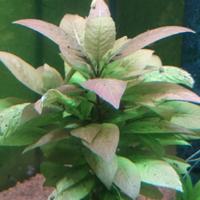 Hygrophila  Cherry Leaf pianta per acquario