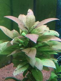 Hygrophila  Cherry Leaf pianta per acquario