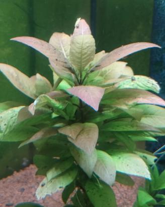 Hygrophila  Cherry Leaf pianta per acquario