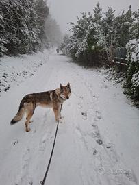 Cane lupo cecoslovacco