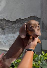 Cuccioli di bassotto cioccolato