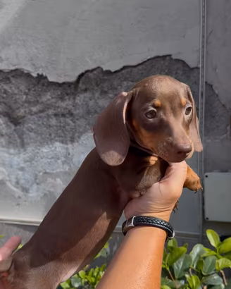 Cuccioli di bassotto cioccolato