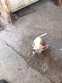 Chihuahua cucciolo