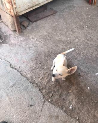 Chihuahua cucciolo