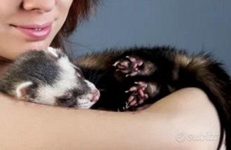 furetti 