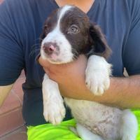 Springer spaniel maschio