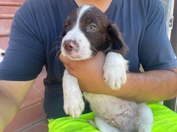 Springer spaniel maschio