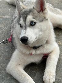 Cucciola di syberian Husky