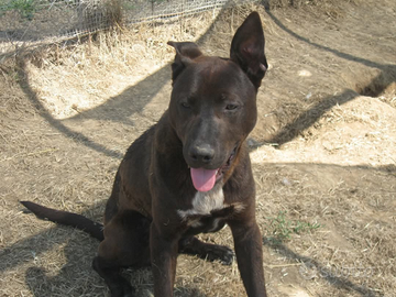 Cuccioli taglia media 1 anno in adozione