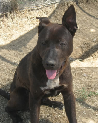 Cuccioli taglia media 1 anno in adozione