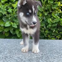 Cuccioli di cane husky