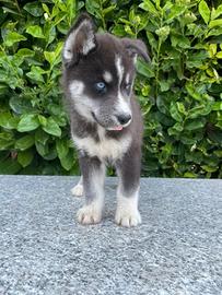 Cuccioli di cane husky