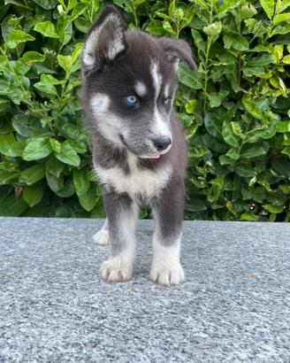 Cuccioli di cane husky