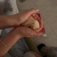 Petauro dello zucchero